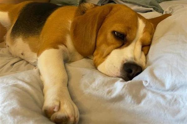犬蜂窝织炎的发生原因，局部皮肤、皮下组织挫伤后感染细菌所引起