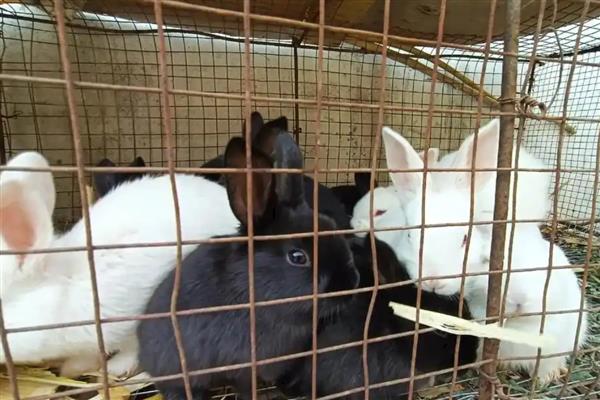 冬季给兔子保暖的方法，增喂能量饲料可增加兔子的热量