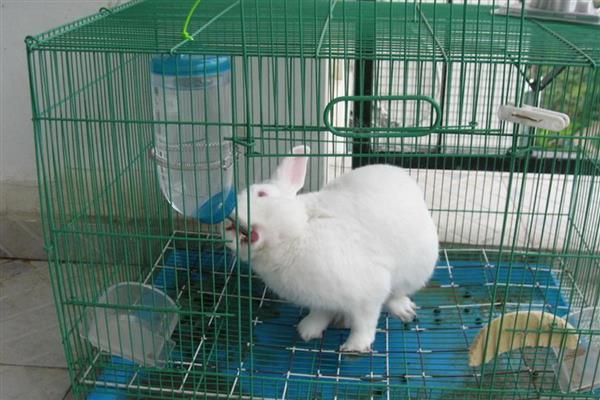 冬季给兔子保暖的方法，增喂能量饲料可增加兔子的热量