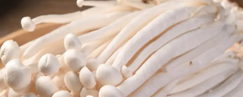 海鲜菇的保存时间，在常温下可保存2天左右