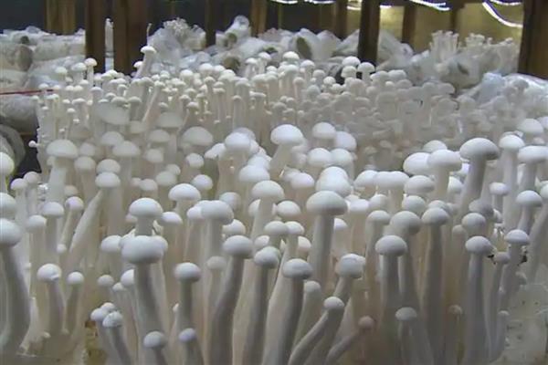 海鲜菇的保存时间，在常温下可保存2天左右