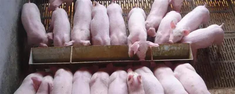 小猪换料后拉稀如何解决，喂服仔痢克具有治疗效果