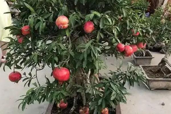 盆栽石榴树的养殖方法，适合在光照充足的环境下生长