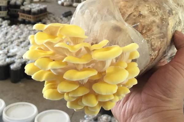 怎么挑选榆黄蘑菌种，需选择抗杂能力强的