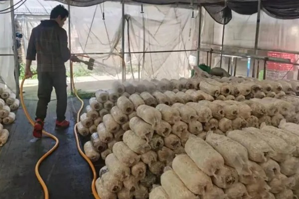 怎么挑选榆黄蘑菌种，需选择抗杂能力强的