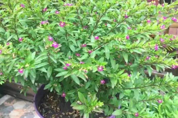 细叶雪茄花叶片发黄如何处理，过度浇水要放在通风处蒸发水分
