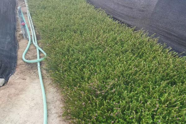 细叶雪茄花叶片发黄如何处理，过度浇水要放在通风处蒸发水分