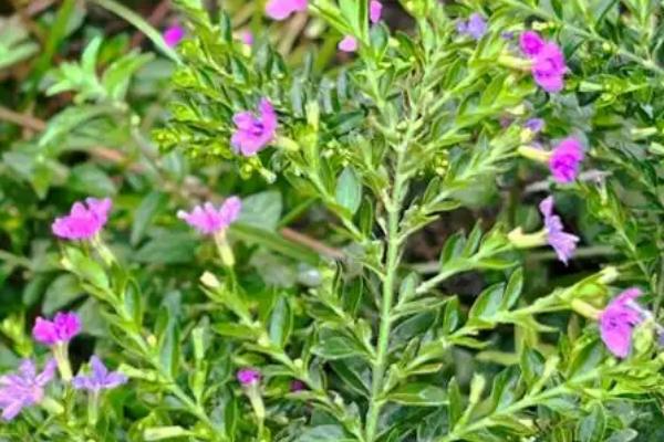 细叶雪茄花叶片发黄如何处理，过度浇水要放在通风处蒸发水分