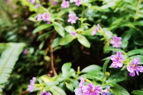 细叶雪茄花叶片发黄如何处理，过度浇水要放在通风处蒸发水分