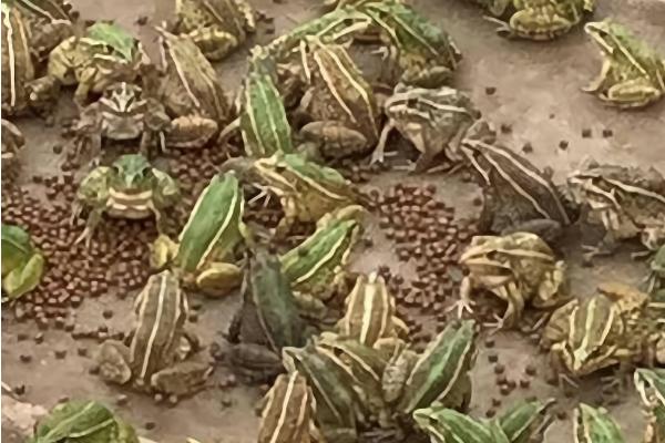 青蛙除了吃虫子还吃什么，还可以吃动物饲料