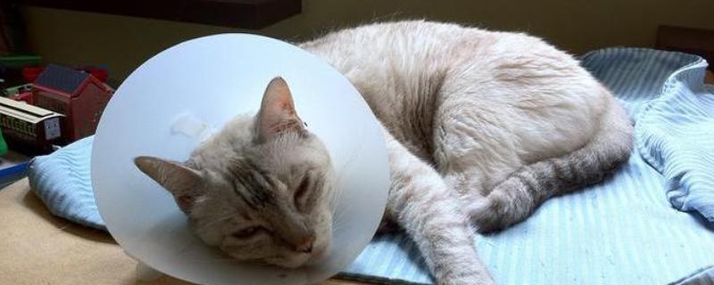猫咪肠胃炎的治疗方法，饲喂普西丁可以修复肠道粘膜