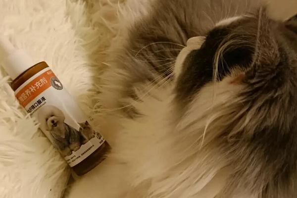 猫咪肠胃炎的治疗方法，饲喂普西丁可以修复肠道粘膜