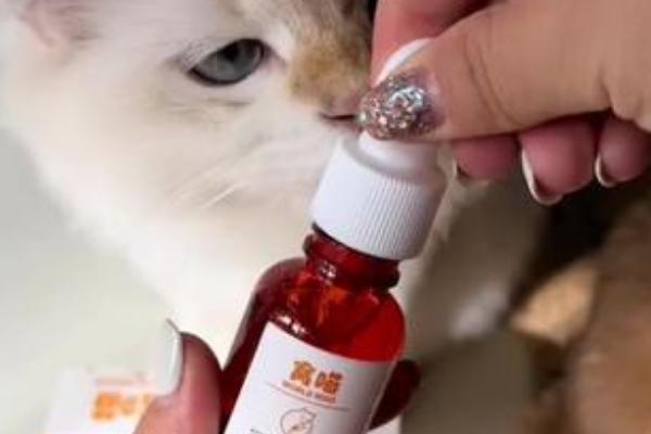 猫咪肠胃炎的治疗方法，饲喂普西丁可以修复肠道粘膜