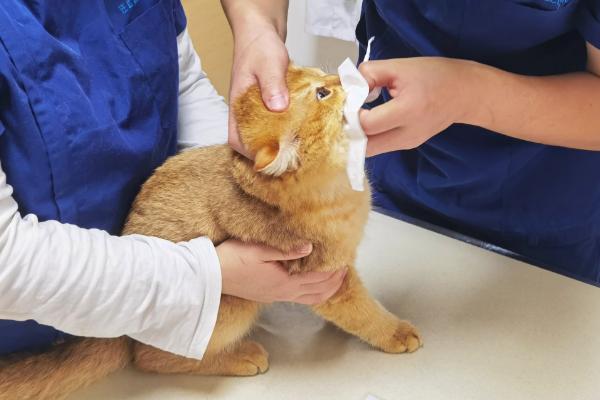 猫咪肠胃炎的治疗方法，饲喂普西丁可以修复肠道粘膜
