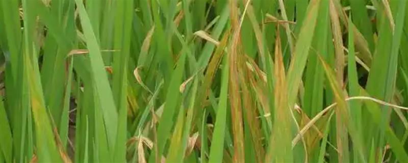 水稻细菌性条斑病的症状，叶片上会出现黄褐色细线或短虚线状条斑