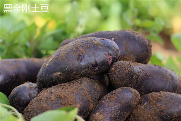 市场不卖黑土豆的原因，因为其栽培面积少未在全国推广