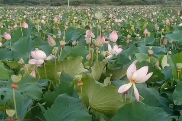 湖南湘乡的土特产，有湘乡烘糕、火焙鱼等