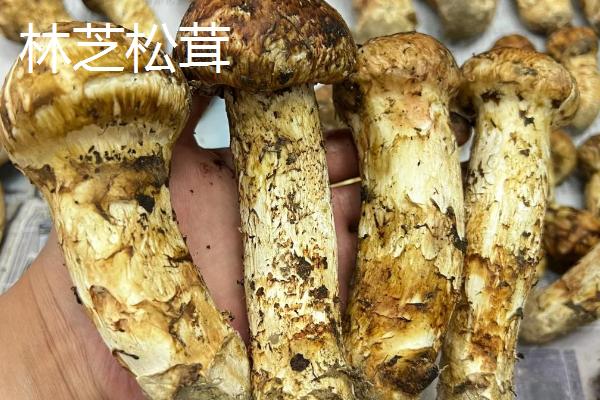 野生松茸的价格，在150-300元左右一斤