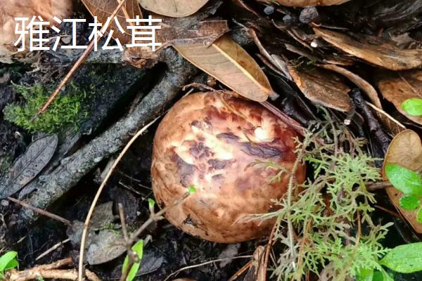 野生松茸的价格，在150-300元左右一斤