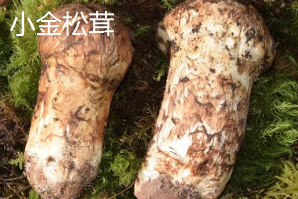 野生松茸的价格，在150-300元左右一斤