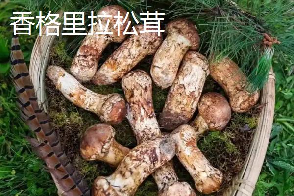 野生松茸的价格，在150-300元左右一斤