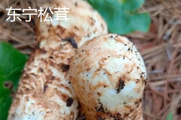 野生松茸的价格，在150-300元左右一斤