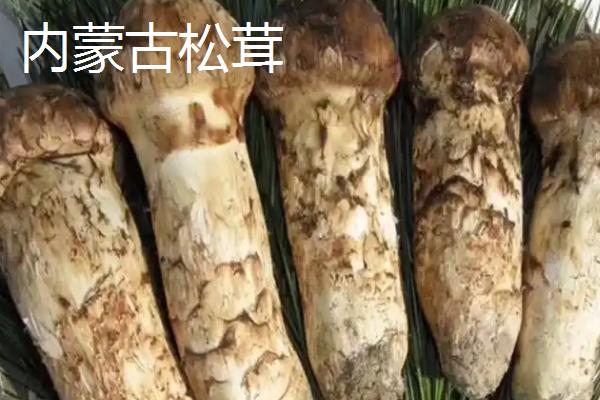 野生松茸的价格，在150-300元左右一斤