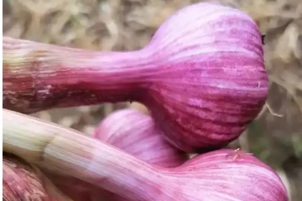 紫皮大蒜为什么会退化，一般是收获过晚、发生病毒病等因素所致