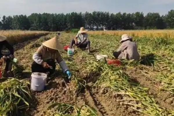 紫皮大蒜为什么会退化，一般是收获过晚、发生病毒病等因素所致