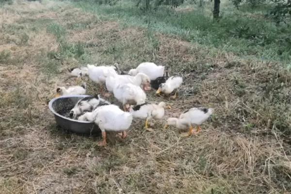 小鹅几个月才能长成大鹅，通常要3个月左右