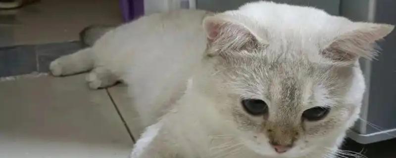 猫贫血的原因，可能是营养不良、感染寄生虫等因素所致