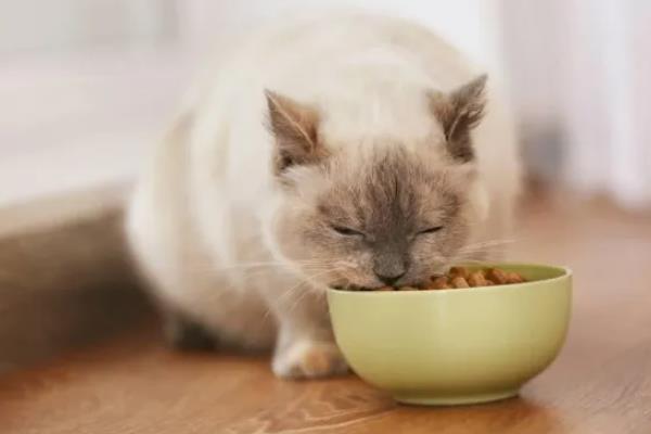 猫贫血的原因，可能是营养不良、感染寄生虫等因素所致