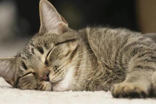 猫贫血的原因，可能是营养不良、感染寄生虫等因素所致