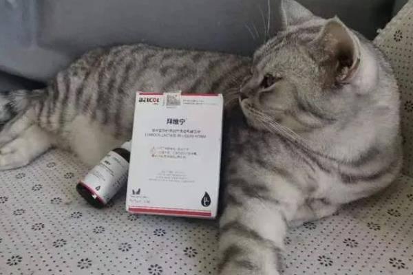 猫贫血的原因，可能是营养不良、感染寄生虫等因素所致