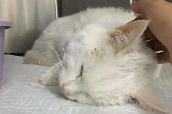 猫贫血的原因，可能是营养不良、感染寄生虫等因素所致