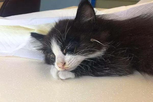 猫贫血的原因，可能是营养不良、感染寄生虫等因素所致