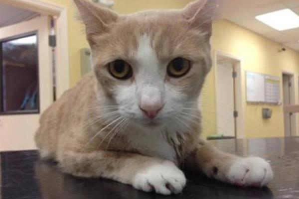 猫贫血的原因，可能是营养不良、感染寄生虫等因素所致