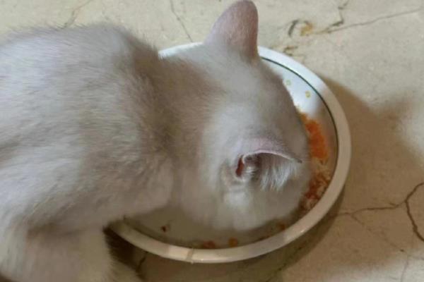 猫贫血的原因，可能是营养不良、感染寄生虫等因素所致