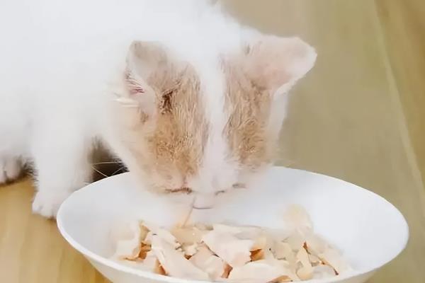 猫贫血的原因，可能是营养不良、感染寄生虫等因素所致