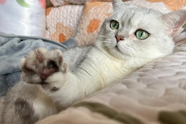 猫贫血的原因，可能是营养不良、感染寄生虫等因素所致