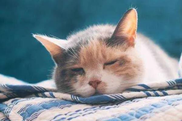 猫贫血的原因，可能是营养不良、感染寄生虫等因素所致