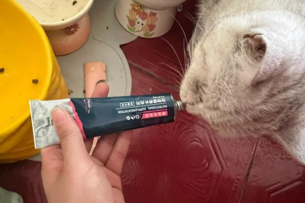 猫贫血的原因，可能是营养不良、感染寄生虫等因素所致