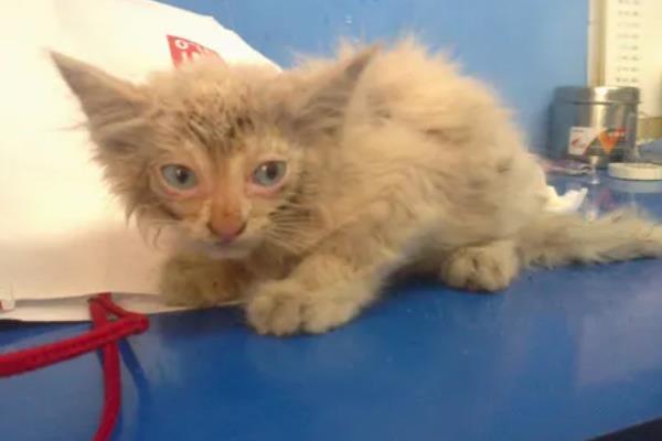 猫贫血的原因，可能是营养不良、感染寄生虫等因素所致