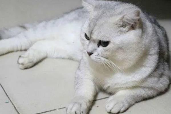 猫贫血的原因，可能是营养不良、感染寄生虫等因素所致