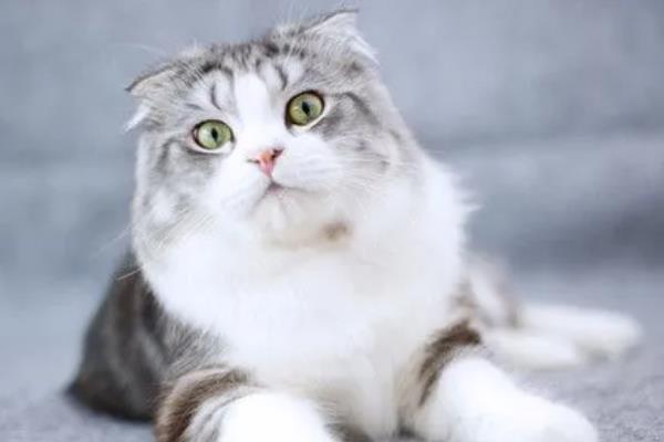 猫贫血的原因，可能是营养不良、感染寄生虫等因素所致