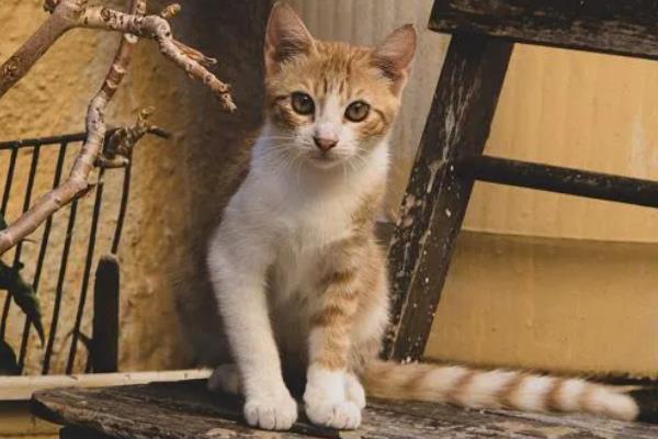 猫贫血的原因，可能是营养不良、感染寄生虫等因素所致