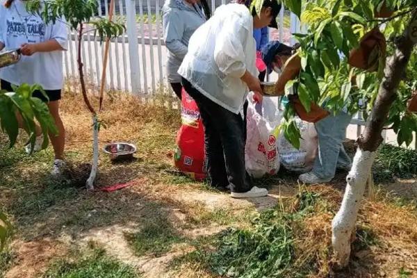 佛心果是哪种树的果实，是无患子树的果实