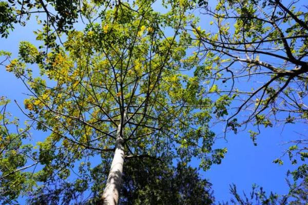 树木施哪种肥料，施肥时选择氮肥