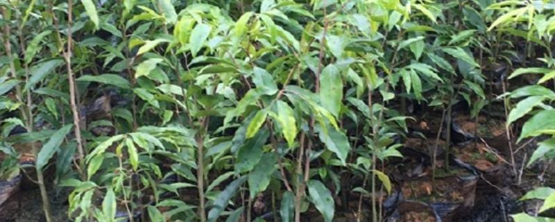 沉香树苗的种植时间，可以在春季3-4月份栽种