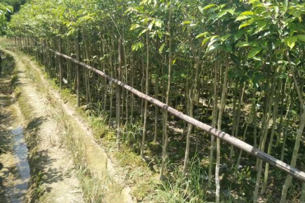 沉香树苗的种植时间，可以在春季3-4月份栽种